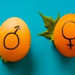 gender reveal