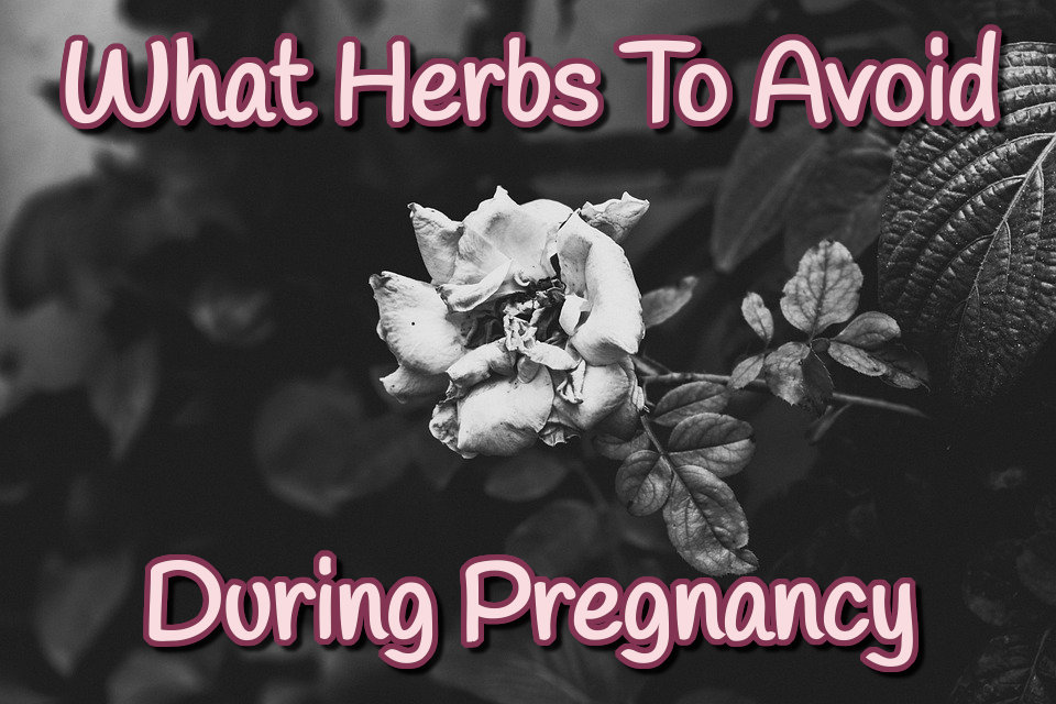 Herbs to Avoid While Pregnant