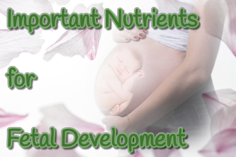 Important Nutrients for Fetal Development